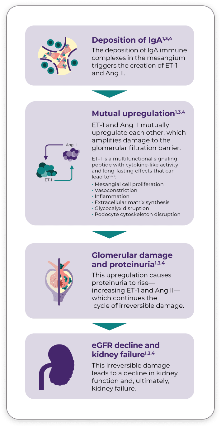 Flowchart showing increases in ET-1 and Ang-II work in tandem to amplify damage to the glomerular filtration barrier leading to glomerulosclerosis and proteinuria that drive kidney failure progression.