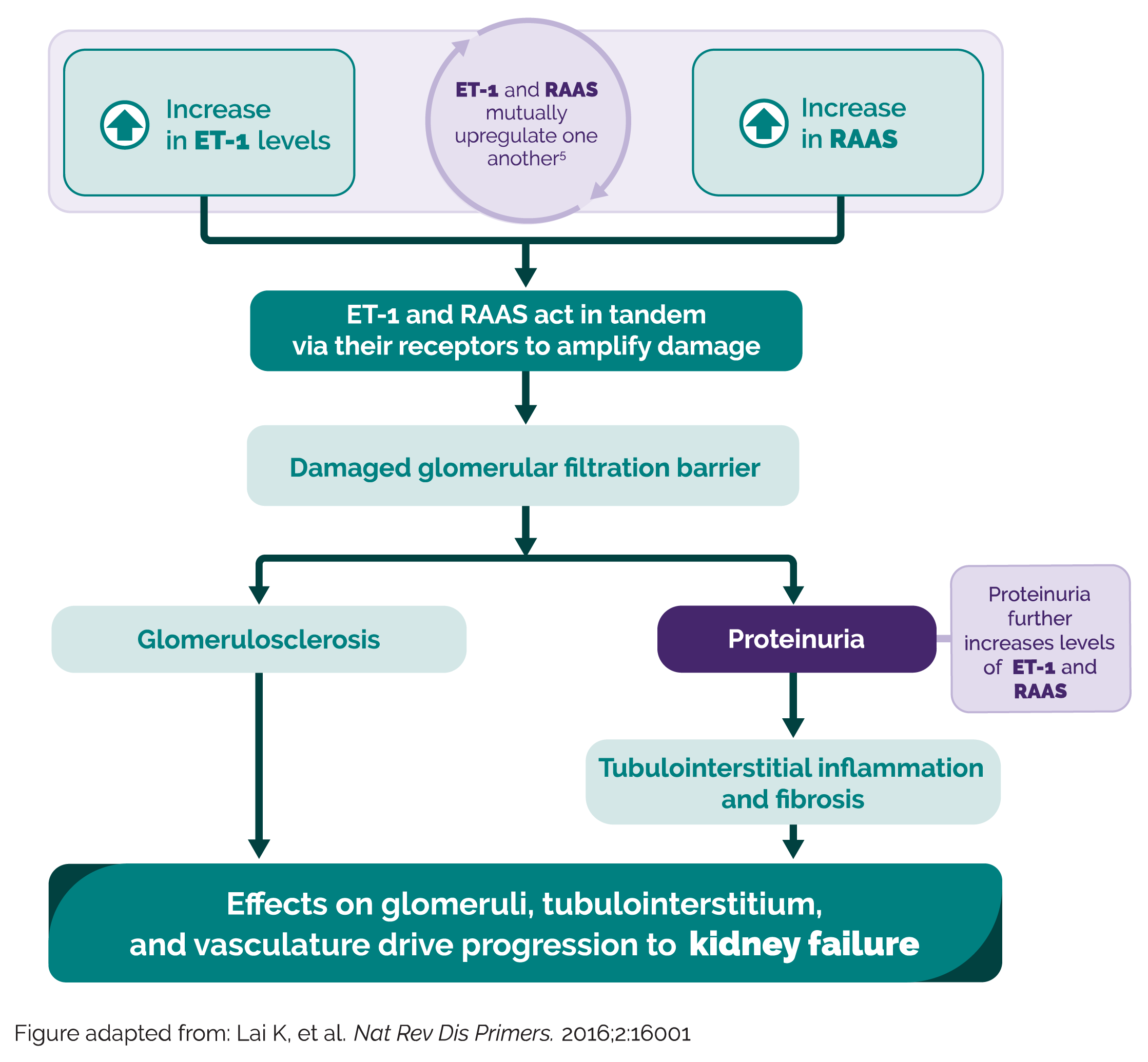 Flowchart showing increases in ET-1 and Ang-II work in tandem to amplify damage to the glomerular filtration barrier leading to glomerulosclerosis and proteinuria that drive kidney failure progression.